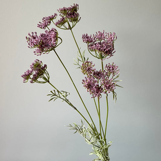Wild Wortel (Vogelnestje) - Roze