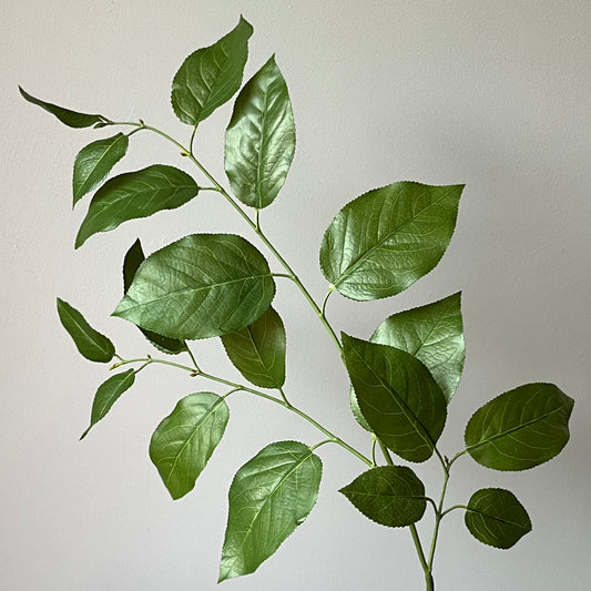 Salal (Appelblad) - Groen