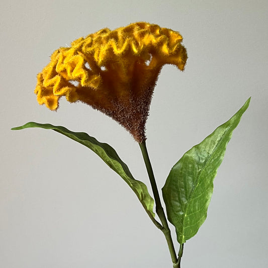 Celosia (Hanekam) - Geel