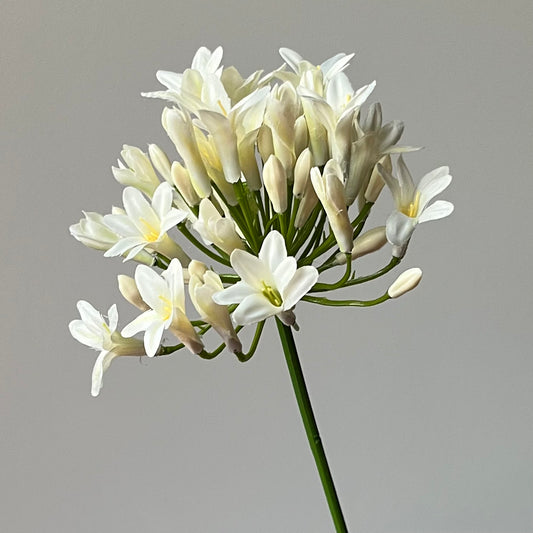 Agapanthus (Afrikaanse Lelie) - Wit