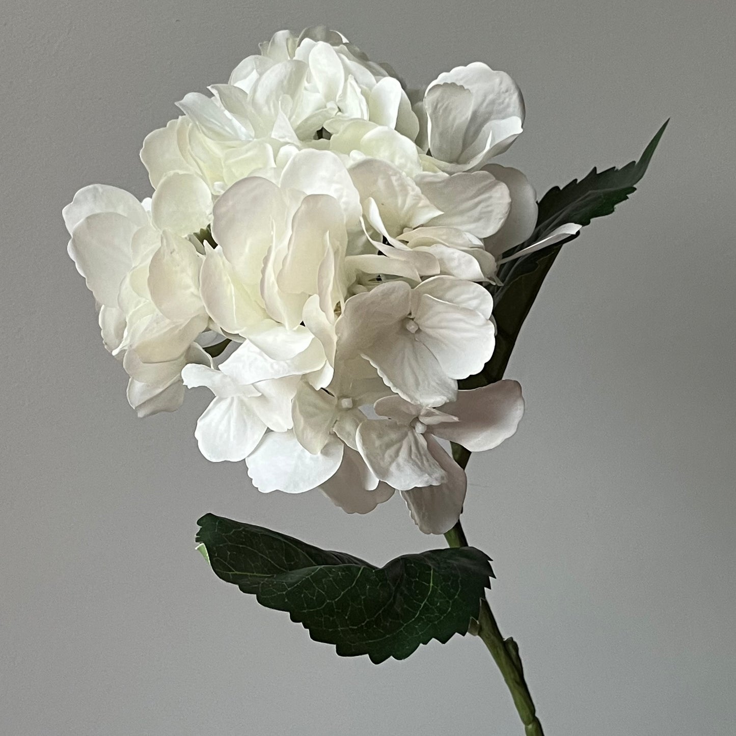 Hydrangea (Hortensia) - Wit