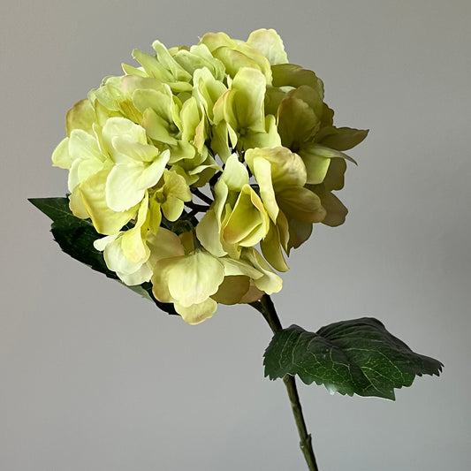 Hydrangea (Hortensia) - Groen