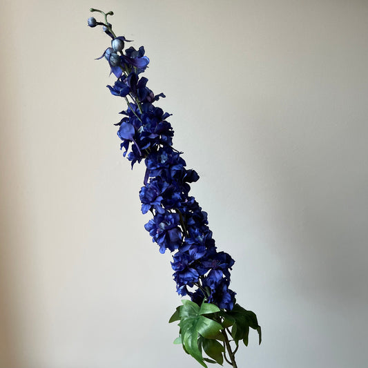 Delphinium (Ridderspoor) - Donker Blauw
