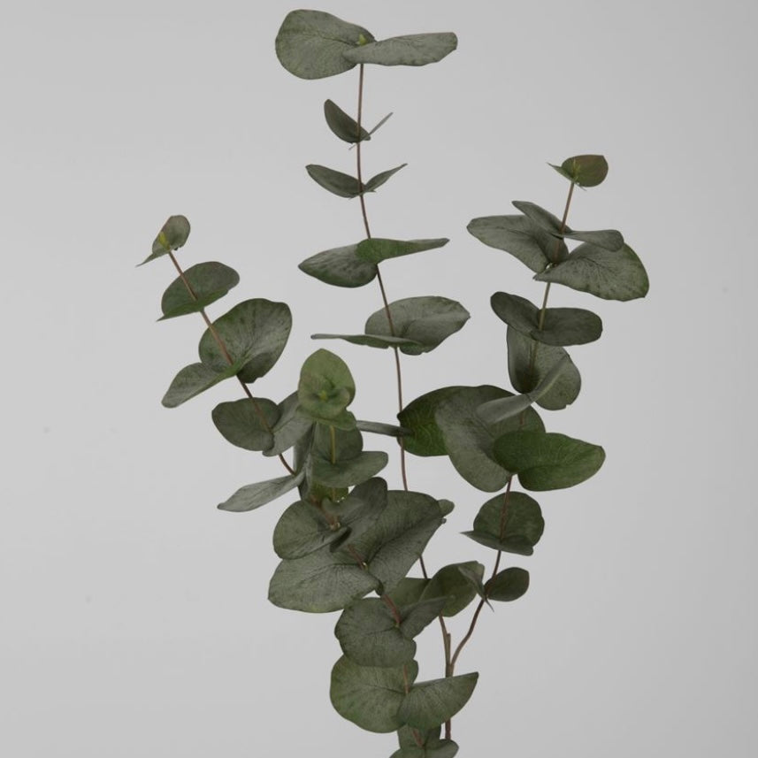 Eucalyptus Spray Groot Blad - Groen