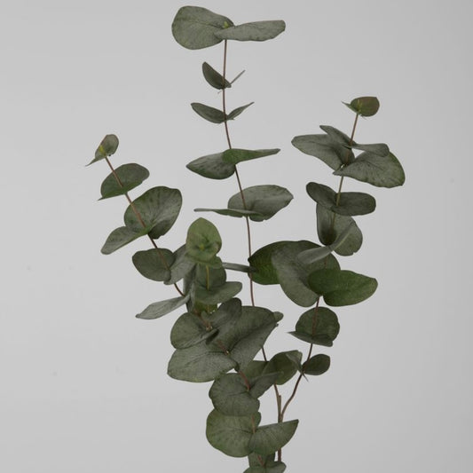 Eucalyptus Spray Groot Blad - Groen