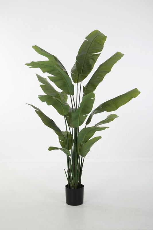 Strelizia (195cm)