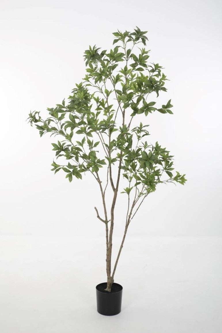 Japonica Tree (210cm)