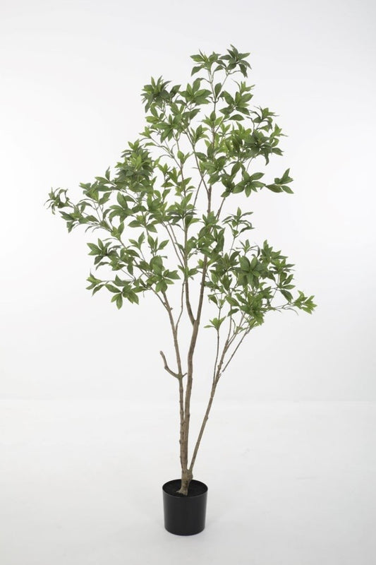 Japonica Tree (210cm)