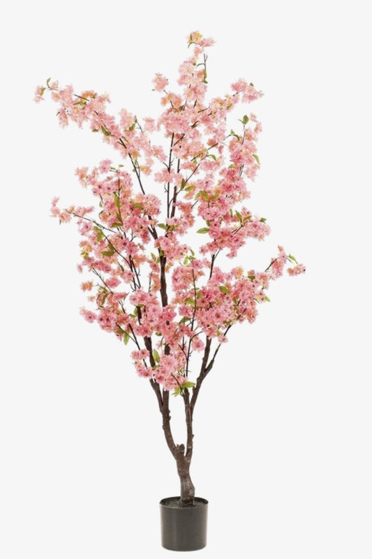 Kersenbloesem Boom (175cm)